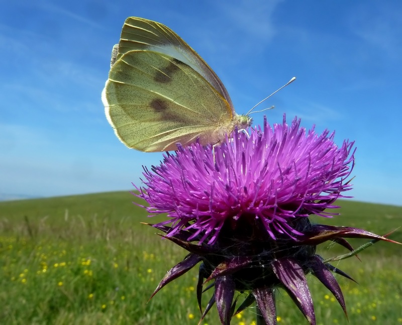 riprovo con questa Pieris